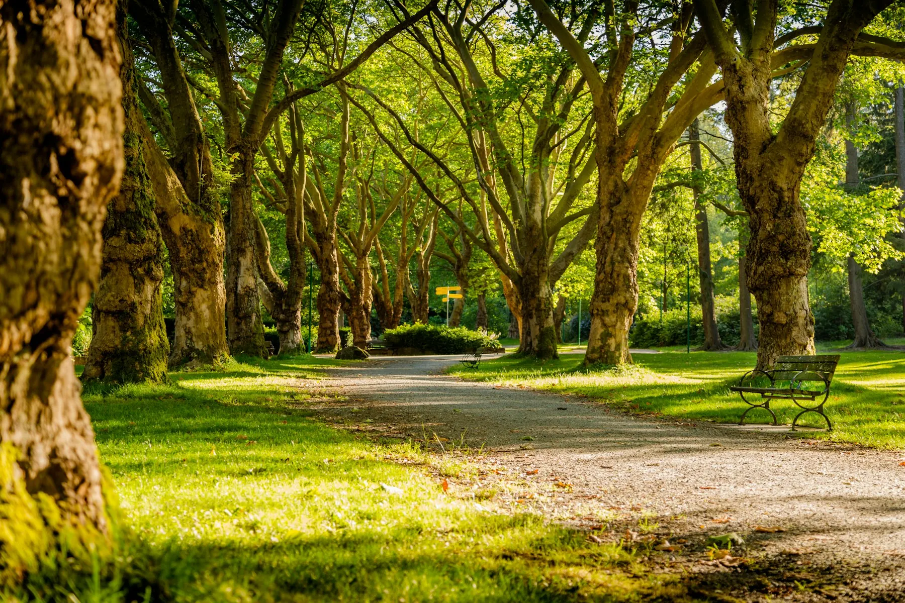 A city park path under trees. Conceptual outdoor-space imagery.